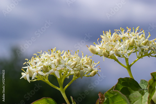 Cornus sanguinea - red dogwood plant in flower and full leaf. Cornus drummondii, with tiny white flowers. Flowering shrub of Cornus controversa in spring garden photo