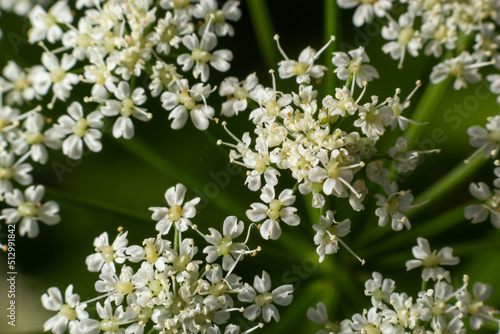 This photo shows white flowers anthriscus sylvestris on a dark background