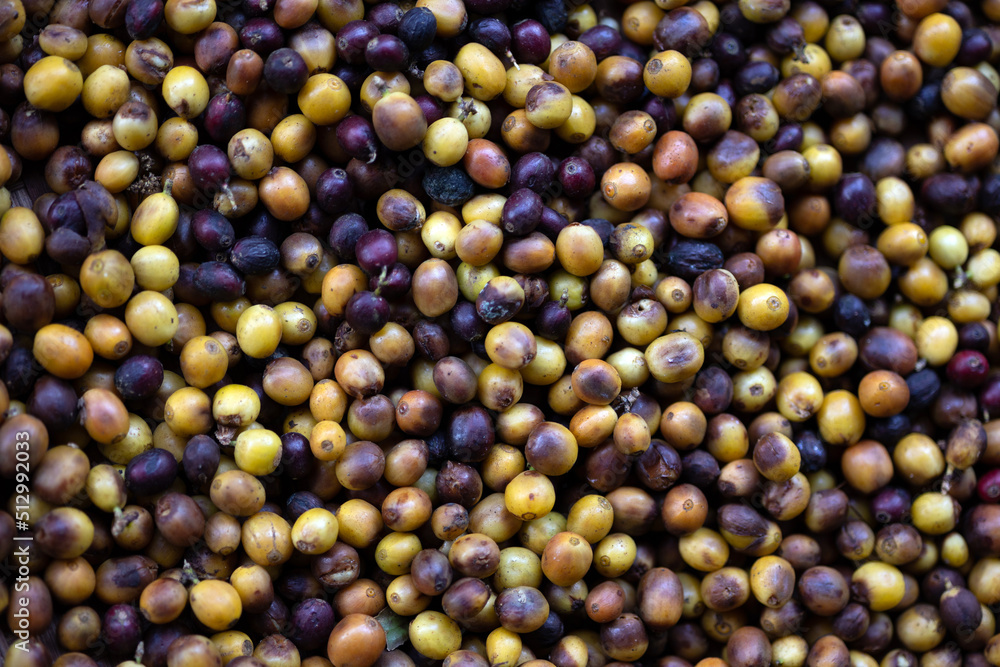 Ripe coffee fruits drying under the sun Ripe coffee fruits drying under the sun