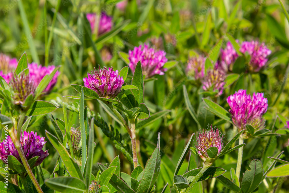 Trifolium pratense. Thickets of a blossoming clover. Red clover plants in sunshine. Honey bee at red clover flower. Flowering field with red clover and green grass Trifolium pratense. Thickets of a blossoming clover. Red clover plants in sunshine. Honey bee at red clover flower. Flowering field with red clover and green grass