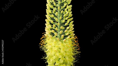 Eremurus Blossoms. Blooming Yellow Eremurus Flower on Black Background. Time Lapse. 4K. photo