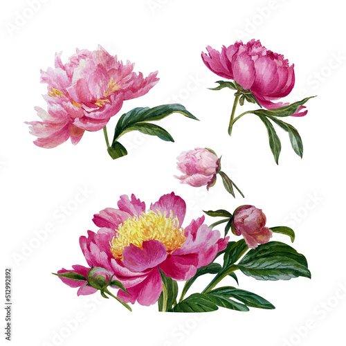 Fototapeta Naklejka Na Ścianę i Meble -  watercolor summer flowers - colorful peonies in botanical style