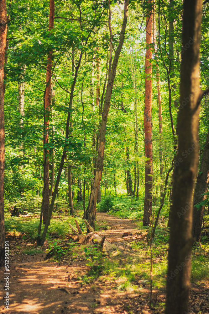Obraz premium Las letnią porą