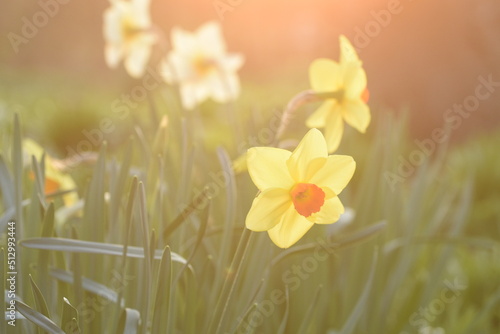 Selective focus shot of martinette daffodil flowers in the field with blurred background photo