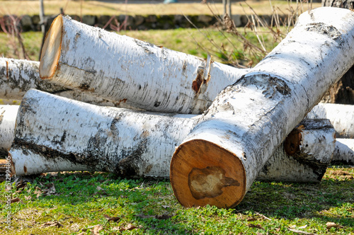 White birch, 白樺