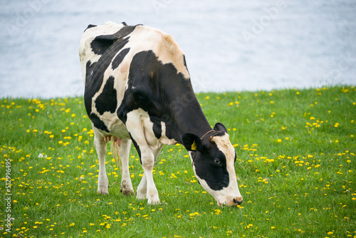 乳牛が北海道の牧場で草を食べる　ホルスタインの放牧場
