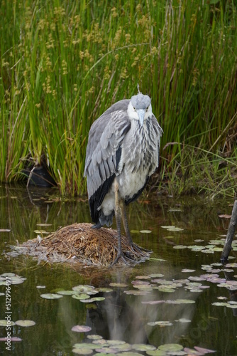 Grey heron