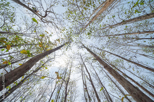 Tree tunnel in rubber plantation  Thailand. Way through garden park in summer season. Nature landscape background