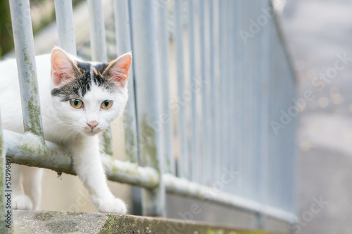 街角に暮らす野良猫
