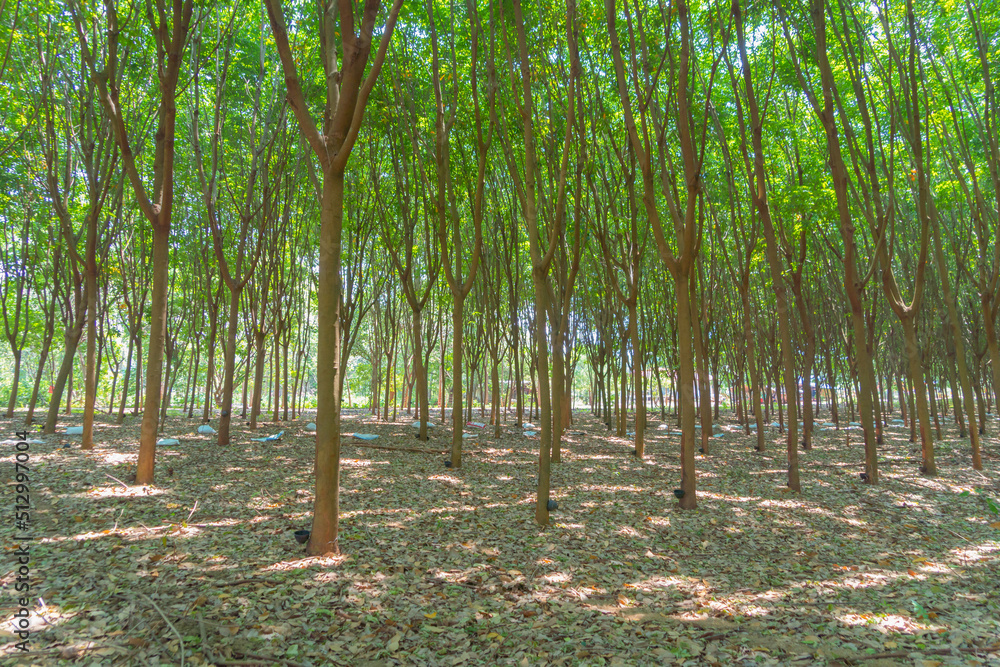 Tree tunnel in rubber plantation, Thailand. Way through garden park in summer season. Nature landscape background Tree tunnel in rubber plantation, Thailand. Way through garden park in summer season. Nature landscape background