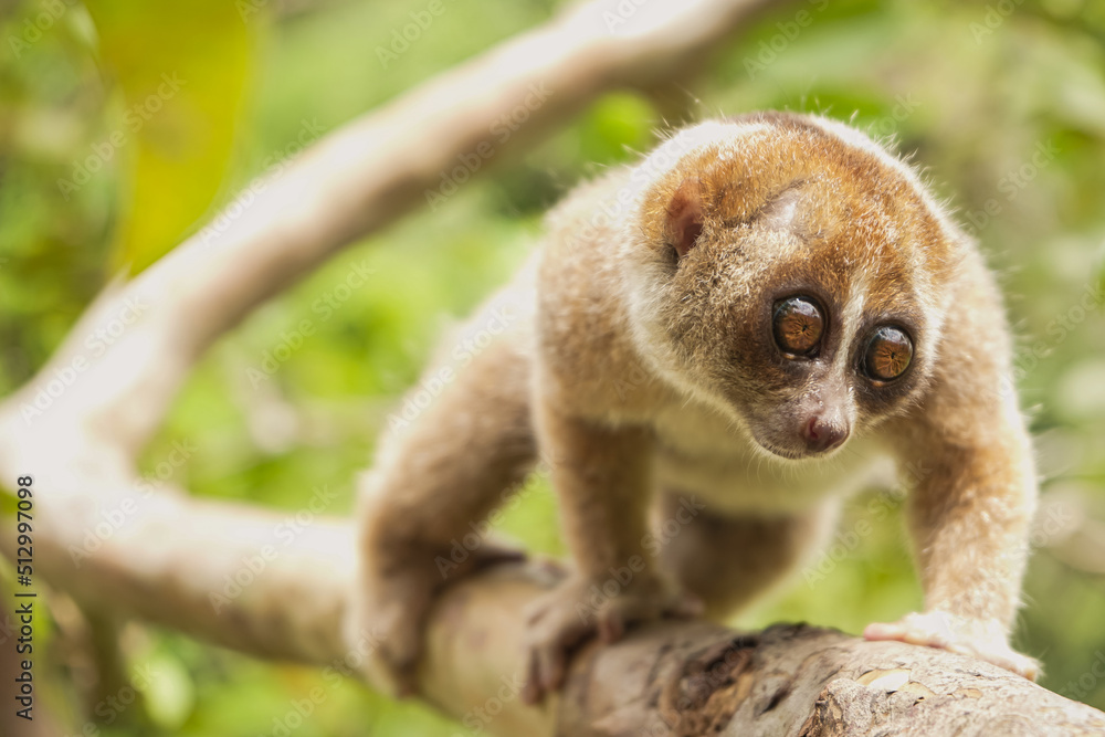 Obraz premium Nycticebus Borneanus Walking on the tree