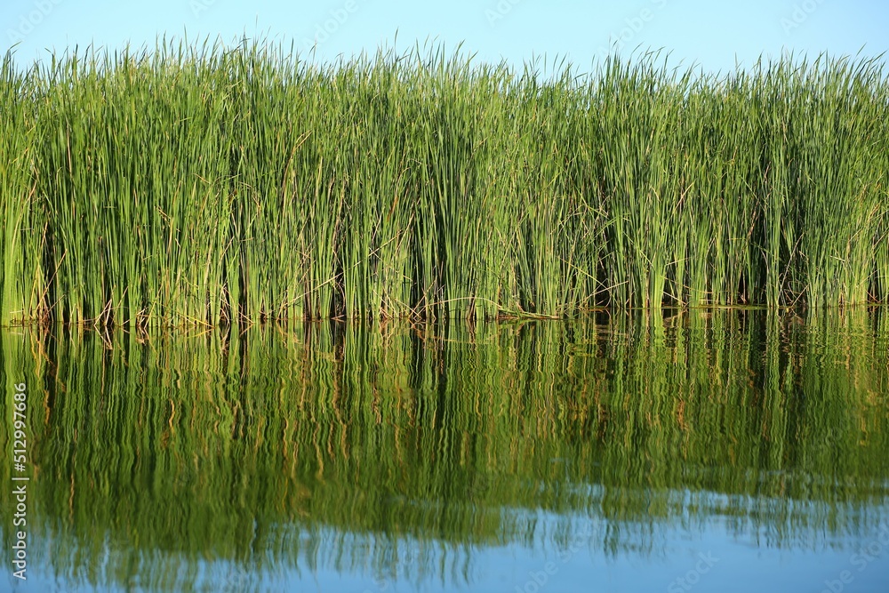 Reed and emergent vegetation of the Dnieper river, Ukraine Reed and emergent vegetation of the Dnieper river, Ukraine