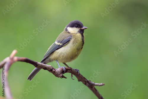 Great Tit perched on a branch (Parus major)