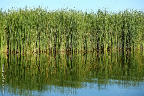 Reed and emergent vegetation of the Dnieper river, Ukraine photo