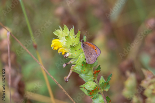 Butterfly meadow brown sits on a rattle pot in a meadow photo