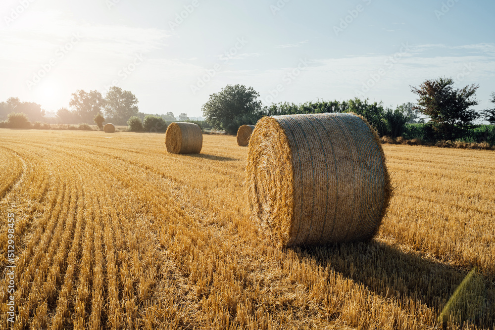 agricultural farm theme. round straw bales in the summer wheat field. after harvest. beautiful morning back light. traces on the ground from the work of the combine