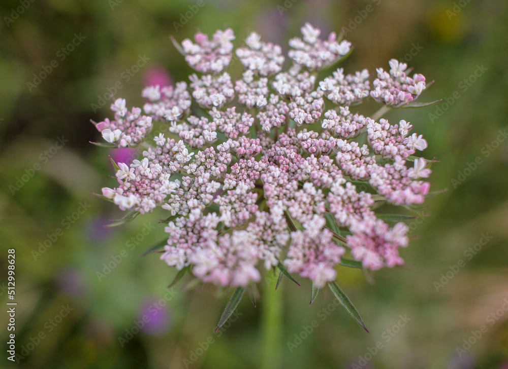 wild flower found near a beach wild flower found near a beach