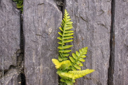 fern growing between two rocks