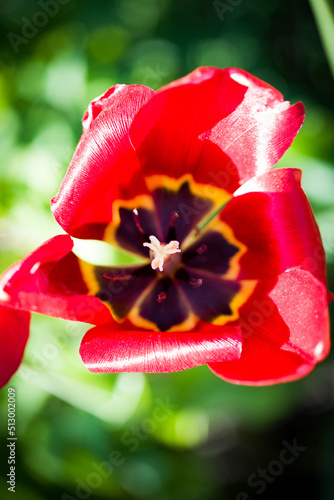 Bright floral background. Spring flowers concept. For design. Nature. spring background