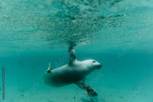 a baby seal pup swimming under water © lloyd