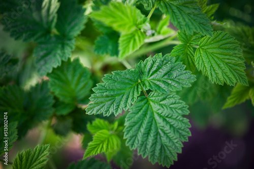 Bright floral background. Spring flowers concept. For design. Nature. spring background