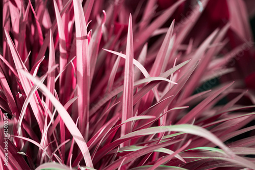 Bright floral background. Spring flowers concept. For design. Nature. spring background