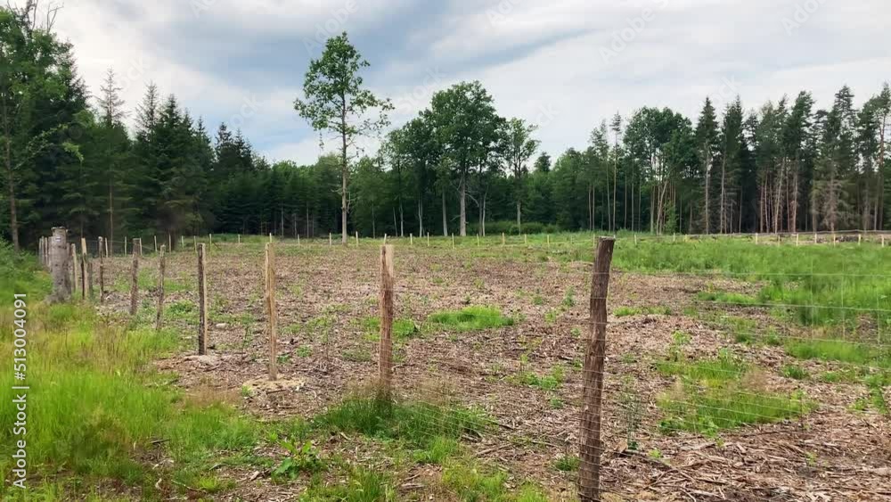 Newly planted and fenced forest after calamity logging (spruce, bark beetle). Oak plantation, more resistant to climate change. Central Europe woods. Newly planted and fenced forest after calamity logging (spruce, bark beetle). Oak plantation, more resistant to climate change. Central Europe woods.