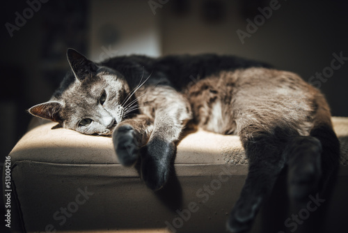 Fototapeta Naklejka Na Ścianę i Meble -  Closeup shot of a gray cute cat napping under the sunlight
