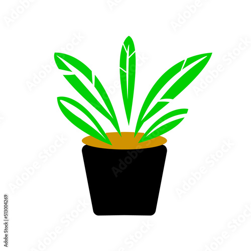 plant in a pot grass