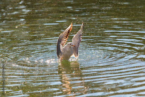 Mouette déployant ses ailes au bord d'un lac