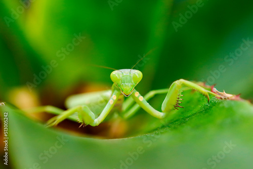 Close-up of a praying mantis on a leaf  © titipong8176734