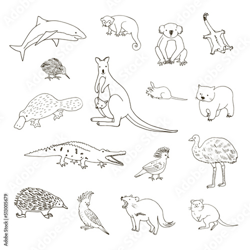 Australian animals vector illustrations set