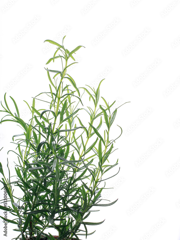 Fototapeta premium fresh basil, rosemary and parsley leaves