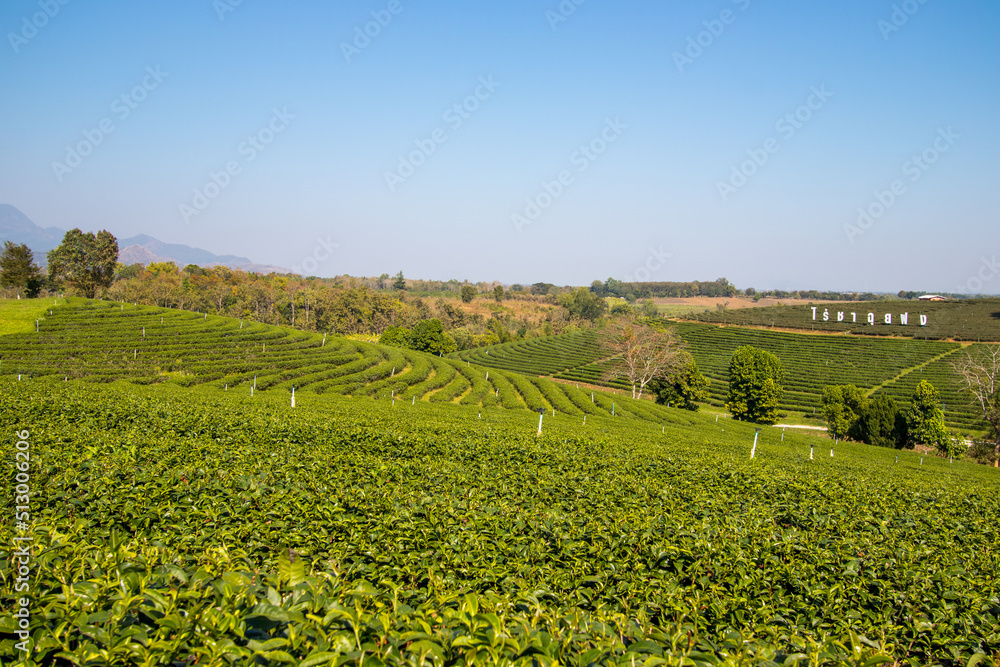Mae Chan District,Chiang Rai,Northern Thailand on January 17,2020:Green nature at Choui Fong Tea Plantation.