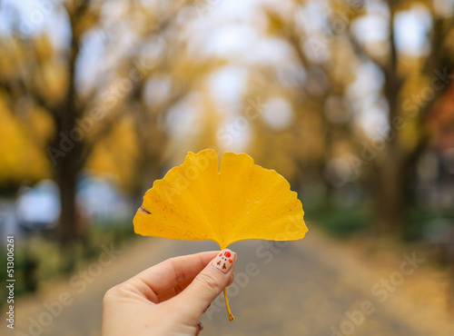 Beautiful yellow Ginkgo leaf at Icho Namiki-dori(Ginkgo Avenue),Meiji Jingu Gaien,Aoyama area,Tokyo,Japan.