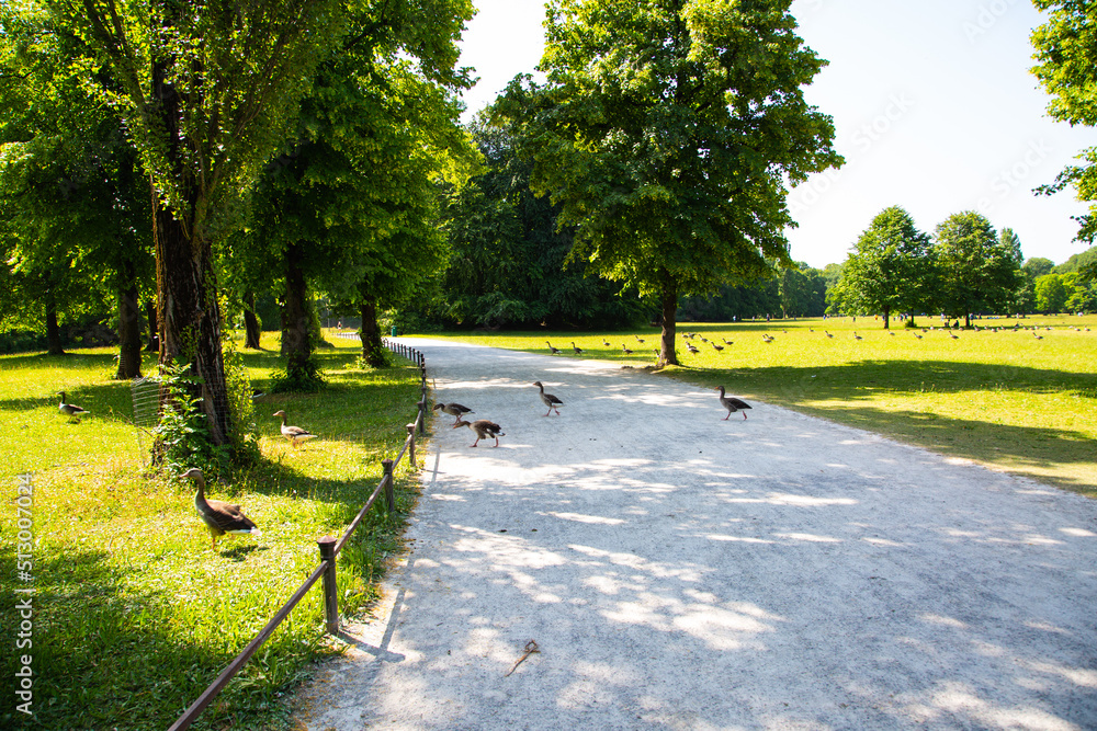 Fototapeta premium Wildgänse im Englischen Garten in München