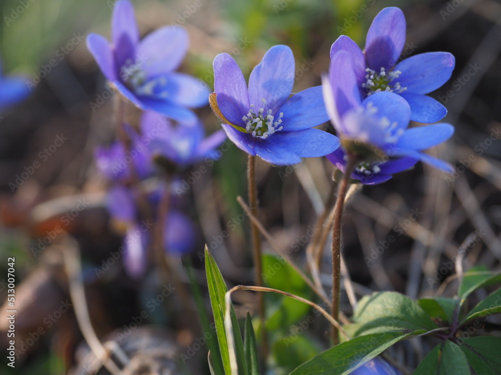 Hepatica (hepatica, liverleaf, or liverwort) - Tabasalu Estonia Hepatica (hepatica, liverleaf, or liverwort) - Tabasalu Estonia