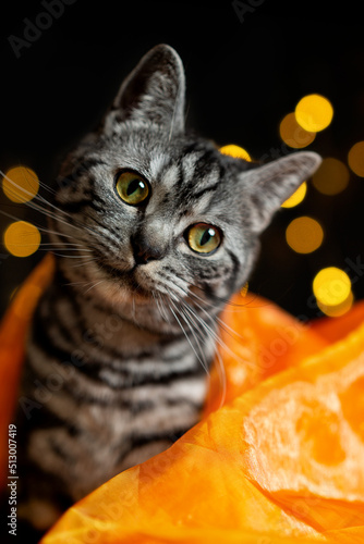 Young British shorthair cat sits in orange fabric and curiously looks with his head obliquely to the side. Black background with bokeh lights. 