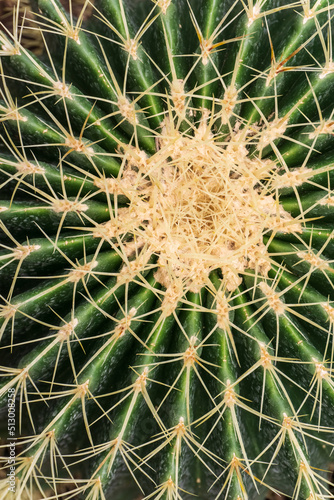 Round cactus with needles close up