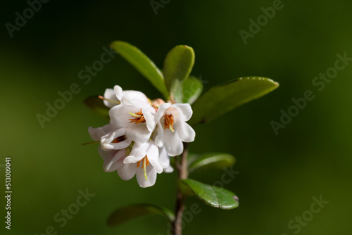 macro White flowers of Vaccinium vitis-idaea  lingonberry  partridgeberry  mountain cranberry or cowberry  selective focus