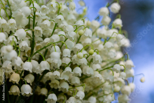 Lily of the Valley flowers Convallaria majalis with tiny white bells called Maigl ckchen in Germany. photo