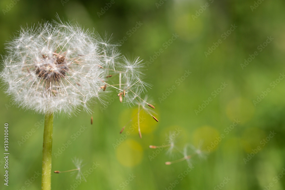 Fototapeta premium Closed Bud of a dandelion. Dandelion white flowers in green grass.