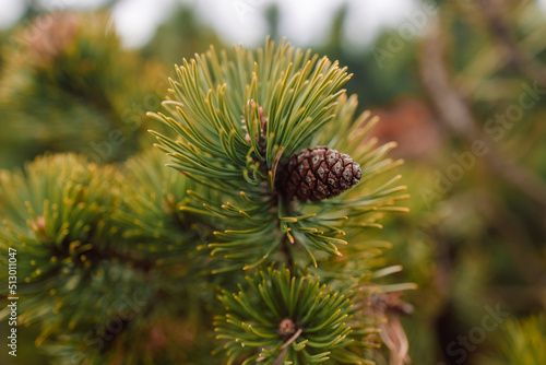 Spruce branch. Beautiful branch of spruce with needles. Christmas tree in nature. Green spruce. Spruce close up 