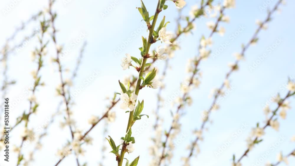 Cherry blossom in morning of sunny day close-up, tree branch sways in wind. Cherry blossom in morning of sunny day close-up, tree branch sways in wind.