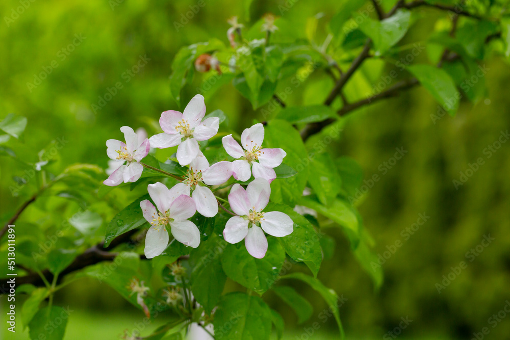 tree - apple trees blossomed, close-up of white and pink flowers of a fruit tree on a branch on a blurred background