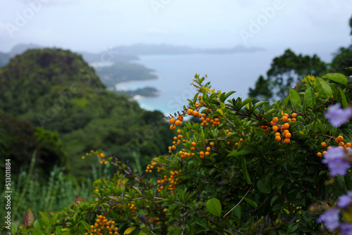 orange berries on the background of the island. High quality photo