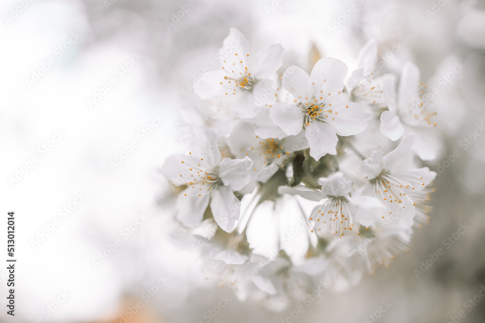 Springtime flowering branches and a bee with copy space banner Springtime flowering branches and a bee with copy space banner