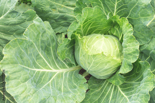 White cabbage grows in the garden.