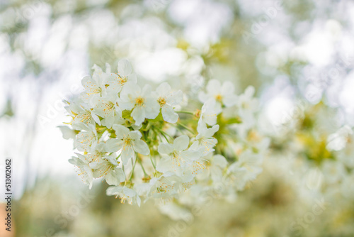 Springtime flowering branches and a bee with copy space banner