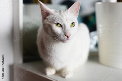 White Cat in his house © Tomasz